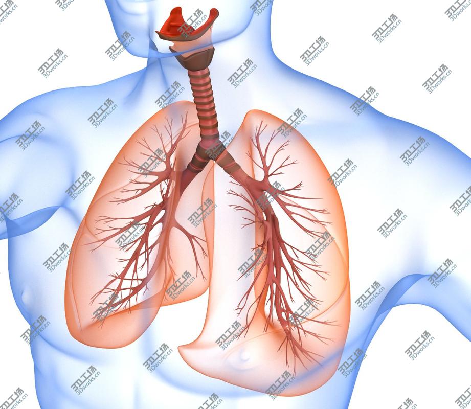 images/goods_img/2021040161/Human Lungs - pulmonary system 3D model/3.jpg